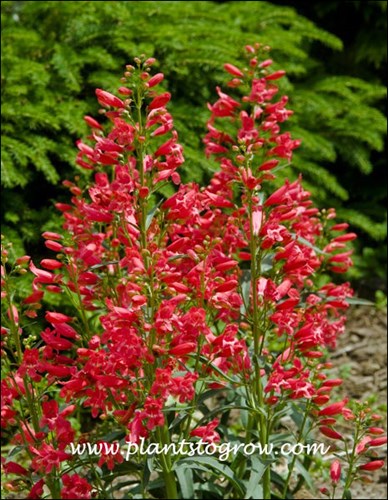 The green foliage of the Birds Nest Spruce is a nice back drop for this plant.